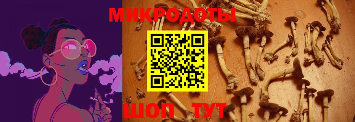 Псилоцибиновые грибы Cubensis Кировск